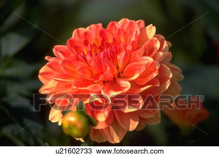 Stock Image - blossoming, flowers, height, midsummer, blossoms, flora. Fotosearch