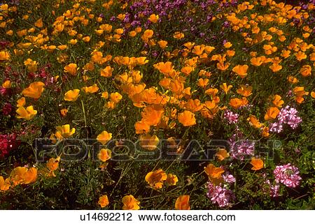 blossoms, flowers, poppy, yellow, golden, flora View Large Photo Image Stock Image - blossoms, flowers, poppy, yellow, golden, flora. Fotosearch