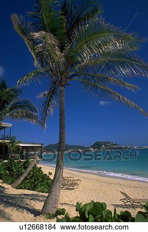 blue, tree, edge, sand, white, palm View Large Photo Image Picture - blue, tree, edge, sand, white, palm. Fotosearch