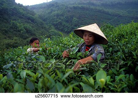 Stock Photography - bo, person, farming, 3396, women, people. Fotosearch