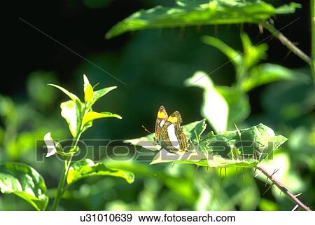 brazil, beauty, pantanal, sitting, leaf, butterfly View Large Photo Image Stock Photo - brazil, beauty, pantanal, sitting, leaf, butterfly. Fotosearch