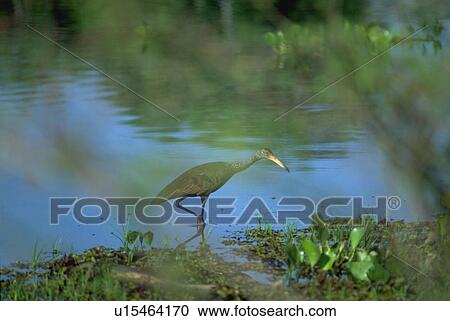 brazil, bird, pantanal, area, swamp, water View Large Photo Image Stock Image - brazil, bird, pantanal, area, swamp, water. Fotosearch