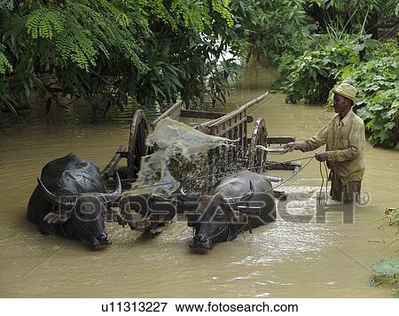 Stock Photo - buffalo, person, washing, farmer, cambodia, people. Fotosearch