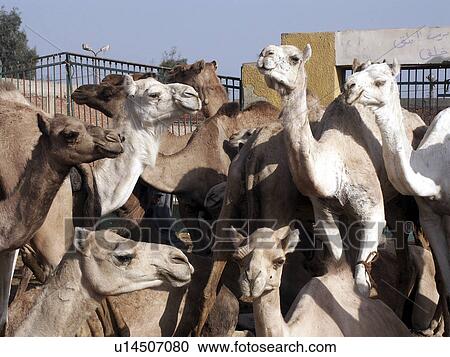 Stock Image - cairo, person, market, camel, egypt, people. Fotosearch