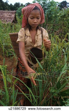 cambodia, girl, 5505, women, person, people View Large Photo Image Stock Photo - cambodia, girl, 5505, women, person, people. Fotosearch
