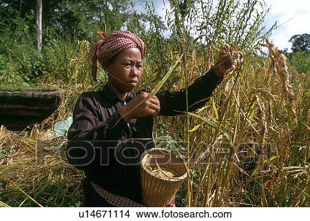 Picture - cambodia, people, 5507, women, person, woman. Fotosearch