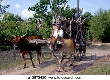 cart, person, bullock, transportation, 3511, people View Large Photo Image Stock Image - cart, person, bullock, transportation, 3511, people. Fotosearch