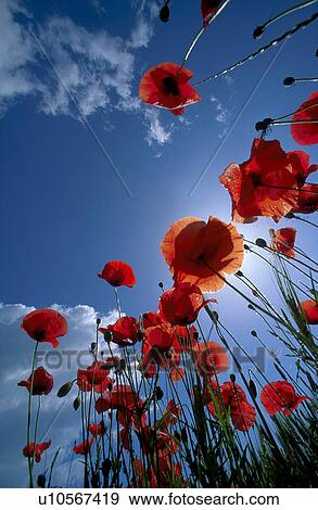 celebrated, august, brilliant, bright, beautiful, poppy View Large Photo Image Stock Photo - celebrated, august, brilliant, bright, beautiful, poppy. Fotosearch