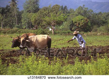 Stock Image - charlette, haiti, field, ploughing, farmer, 3712. Fotosearch