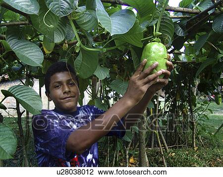 chayote, person, picking, bou, nicaragua, people View Large Photo Image Stock Image - chayote, person, picking, bou, nicaragua, people. Fotosearch