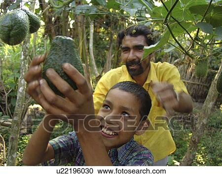 Stock Image - chayote, person, picks, boy, nicaragua, people. Fotosearch