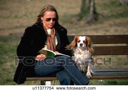 chestnut, king, white, spaniel, charles, cavalier View Large Photo Image Picture - chestnut, king, white, spaniel, charles, cavalier. Fotosearch