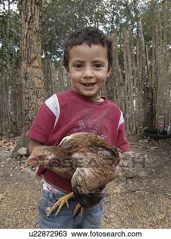 chicken, person, holding, boy, honduras, people View Large Photo Image Stock Image - chicken, person, holding, boy, honduras, people. Fotosearch