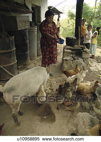 chickens, people, feeding, honduras, person, woman View Large Photo Image Stock Photography - chickens, people, feeding, honduras, person, woman. Fotosearch