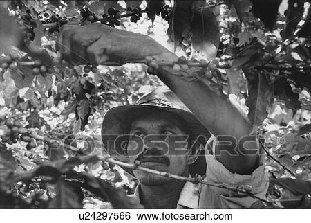 coffee, black, 046, person, people View Large Photo Image Stock Photograph - coffee, black, 046, person, people. Fotosearch