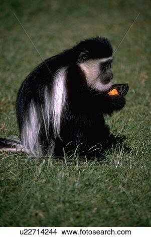 Picture - colobus, or, white, black, eastern, guereza. Fotosearch