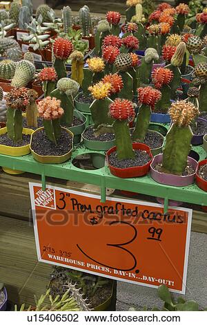 Stock Image - commerce, Richardson, retail, display, nursery, Texas. Fotosearch