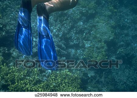 coral, blue, around, diver, fins, nature View Large Photo Image Stock Photo - coral, blue, around, diver, fins, nature. Fotosearch