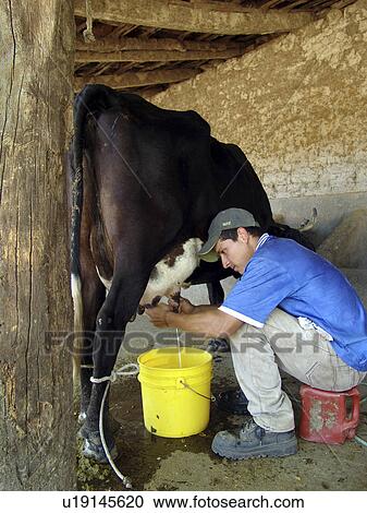 Stock Image - cow, person, milking, farmer, salvador, people. Fotosearch