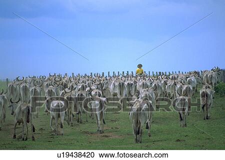 cowboy, cattke, herd, leads, pantanerio View Large Photo Image Stock Image - cowboy, cattke, herd, leads, pantanerio. Fotosearch