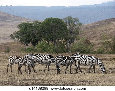 crater, person, ngorongoro, zebra, tanzania, people View Large Photo Image Stock Photo - crater, person, ngorongoro, zebra, tanzania, people. Fotosearch