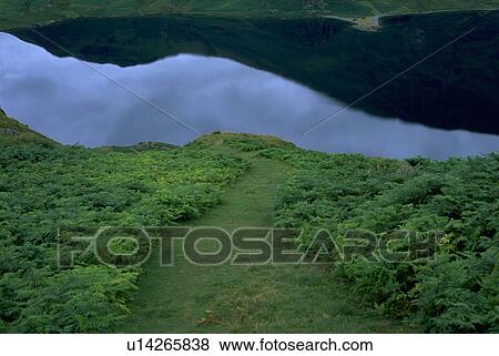 Stock Photo - crummock, nature, path, lined, fern, water. Fotosearch