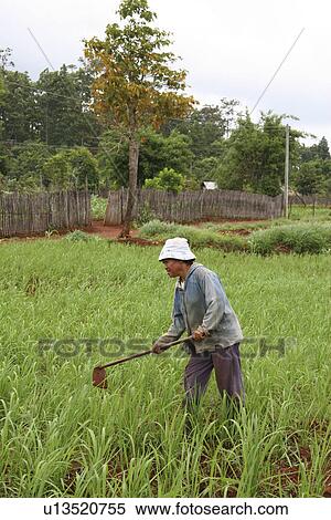 Stock Photography - cultivating, people, female, thailand, person, woman. Fotosearch
