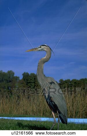 cypress, blue, herodias, ardea, heron, great View Large Photo Image Stock Photograph - cypress, blue, herodias, ardea, heron, great. Fotosearch