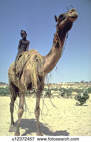 Stock Photo - desert, boy, sahel, oasis, camel, young. Fotosearch