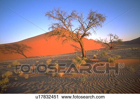 desert, trees, namib, dune, sand, landscape View Large Photo Image Stock Image - desert, trees, namib, dune, sand, landscape. Fotosearch