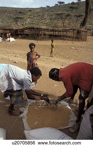 distribution, people, hararge, ethiopia, person, food View Large Photo Image Stock Photograph - distribution, people, hararge, ethiopia, person, food. Fotosearch