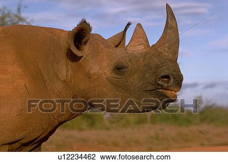 Stock Image - endangered, black, bicornis, diceros, rhino, baby. Fotosearch