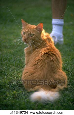 eyes, orange, green, cat, tabby, longhaired View Large Photo Image Picture - eyes, orange, green, cat, tabby, longhaired. Fotosearch