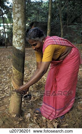 Stock Image - farmer, people, rubber, india, person, tree. Fotosearch