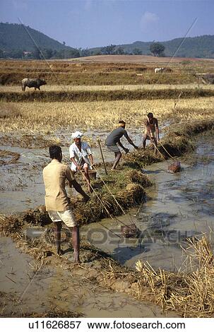 Stock Photo - farmers, hand, irrigation, india, 3619. Fotosearch