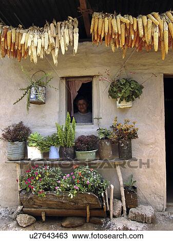 farmhouse, house, honduras, home, person, people View Large Photo Image Stock Image - farmhouse, house, honduras, home, person, people. Fotosearch