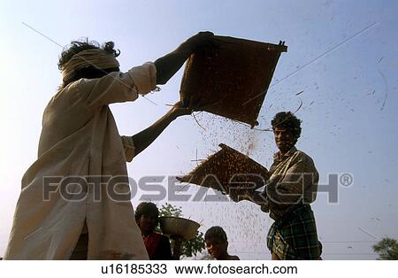 farming, fitness, india, 5278, person, people View Large Photo Image Stock Image - farming, fitness, india, 5278, person, people. Fotosearch