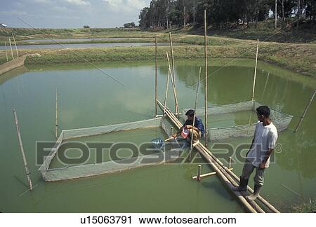Stock Image - farming, person, cambodia, school, fish, people. Fotosearch