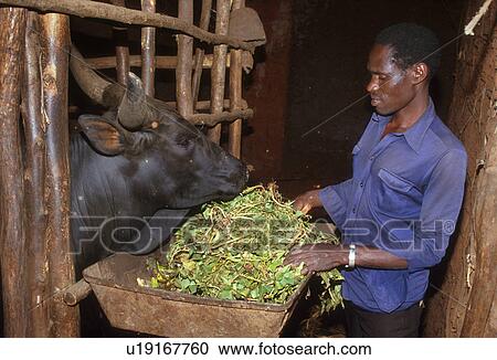 feeding, person, farmer, rwanda, 4239, people View Large Photo Image Stock Image - feeding, person, farmer, rwanda, 4239, people. Fotosearch