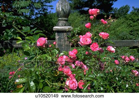fence, pink, up, growing, roses, spring View Large Photo Image Stock Photo - fence, pink, up, growing, roses, spring. Fotosearch