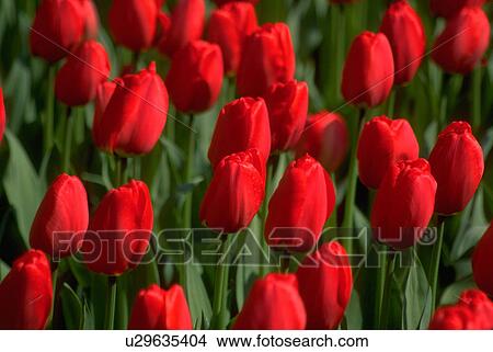 field, flowers, bulbs, grown, blossoms, flora View Large Photo Image Picture - field, flowers, bulbs, grown, blossoms, flora. Fotosearch