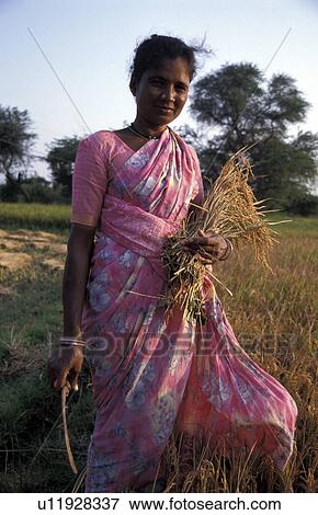 Stock Photo - field, person, rice, harvesting, rani, people. Fotosearch