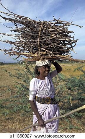 firewood, people, carrying, india, person, woman View Large Photo Image Stock Photo - firewood, people, carrying, india, person, woman. Fotosearch