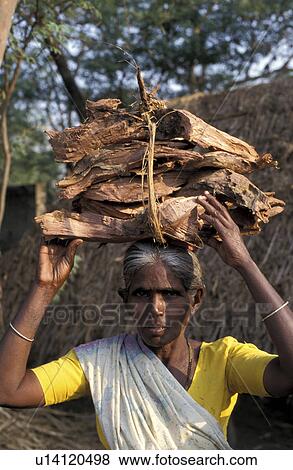 firewood, people, carrying, india, person, woman View Large Photo Image Stock Photo - firewood, people, carrying, india, person, woman. Fotosearch