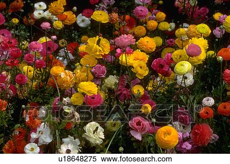 Stock Photography - flower, know, find, flowers, what, indy. Fotosearch