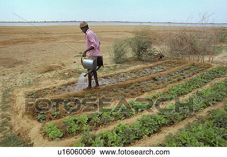 Stock Photo - garden, person, watering, mali, 3099, people. Fotosearch