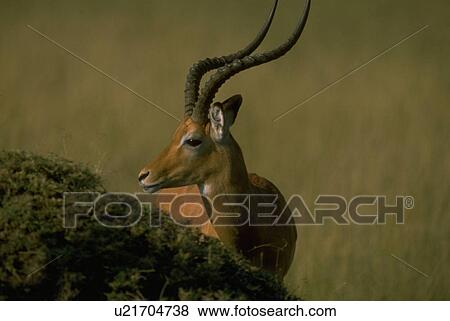 Stock Photo - gazelle, impala, larger, melampus, aepyceros, male. Fotosearch