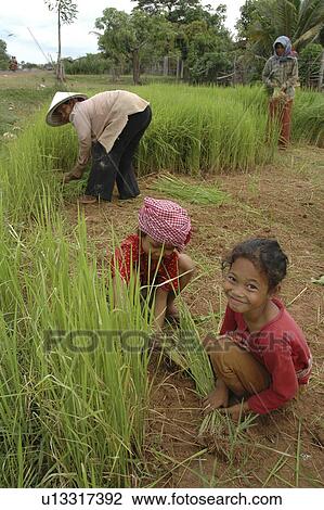 Stock Image - getting, girl, farmers, cambodia, person, people. Fotosearch