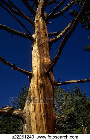 Stock Photo - giant, skeleton, redcedar, western, dead, flora. Fotosearch