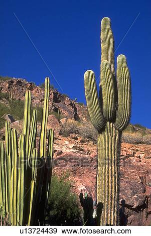 Stock Photo - giganteus, saguaro, cereus, cactus, giant, flora. Fotosearch